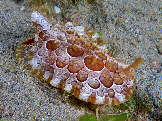  Pleurobranchus forskali (Side-gill Sea Slug)